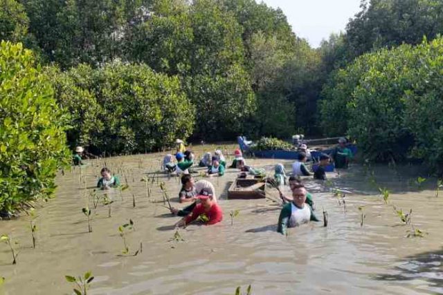 Selamatkan Pesisir Bedono
